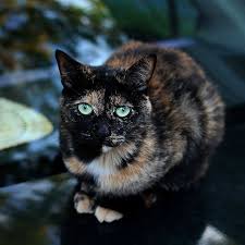 Black And Orange Tortoiseshell Kitten Found On Bing From Feralfront Com Cats And Kittens Baby Cats Calico Cat