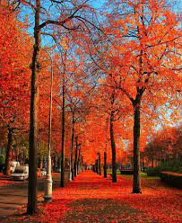 Amsterdam I Miss You Amsterdam Love Autumn Fall Netherlands Autumn Scenery Autumn Landscape Autumn Scenes