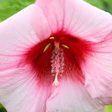 Image result for Hibiscus noldeae
