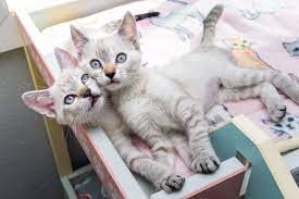 Why Two Kittens Are Better Than One Kitten Lady
