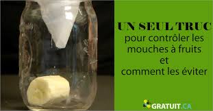 Un Seul Truc Pour Controler Les Mouches A Fruits Et Comment Les Eviter