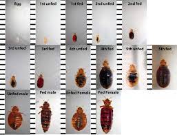 bed bug identification chart want to know if you have seen a bedbug consult this chart for pictures of bedbugs at bed bug bites bed bugs bed bug remedies
