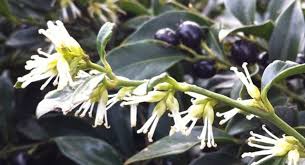 Image result for Caloncoba suffruticosa