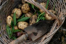 Flowers covered in gray, fuzzy mold; Growing Potatoes In Containers Pots Kellogg Garden Organics