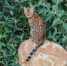 She was wrong…the asian leopard gave birth to a litter of spotted kittens beautiful brown spotted bengal kittens for sale. Bengal Cat Breeder In California North America