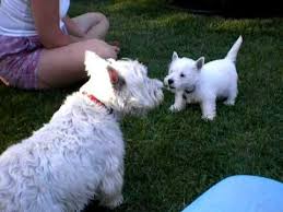 We take in westies needing a new start in life for whatever reason and place them into a suitable home where they will be loved and have their needs met. Westie Puppy Chats With 10 Year Old Westie Who Gets The Last Bark Westie Puppies Westies Cute White Dogs