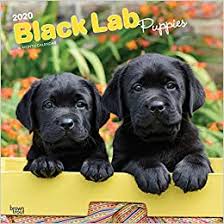 They are great gifts for anybody who loves dogs and also they are great we have cute looking lovely pug puppies for sale they are vet check and very healthy please for more information and some pictures do contact via. Buy Labrador Retriever Puppies Black 2020 Square Wall Calendar Book Online At Low Prices In India Labrador Retriever Puppies Black 2020 Square Wall Calendar Reviews Ratings Amazon In
