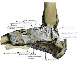 Foot Anatomy Bones Ligaments Muscles Tendons Arches