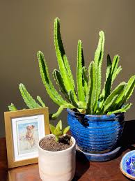 Image result for Stapelia