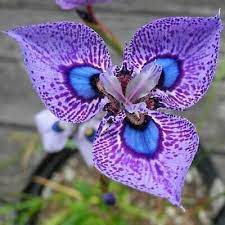 Find Many Great New Used Options And Get The Best Deals For 200 Seeds Phalaenopsis Butterfly Orchid Seeds Flowe Strange Flowers Unusual Flowers Orchid Flower