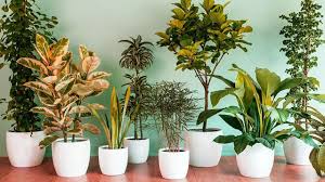 Yuk, bergegas ke nursery dan hiasi rumah kamu dengan tanaman air multifungsi. Inilah Tanaman Hias Yang Bisa Dicoba Tanam Di Rumah Javamifi Blog
