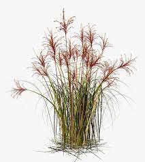Grass Png And Clipart Grass Clipart Grass Photoshop Photoshop Landscape