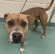 Last update: Buddy has been given to the care of a friend of my daughter's.  She is a vet tech and will be able to care for him with all his medical