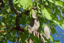 Image result for Burkea africana