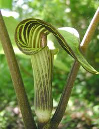 Image result for Arisaema mildbraedii