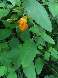 Learn about poison ivy and treating a poison ivy rash. Jewelweed Is Widely Virginia Native Plant Society Facebook