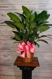 Montgomery, alhayneville, alboynton beach, fl. Spathiphyllum Spathiphyllum Beautiful Flowers House Plants