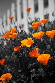 Black And White Photos With Color Pop Color Splash Photo Orange Art Orange Color Palettes