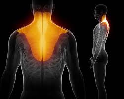 The pelvic ligaments are important stabilizers and transfer energy from the upper torso to the lower extremities. Upper Back Muscle Spasm Treatment And Causes For Upper Back Spasms