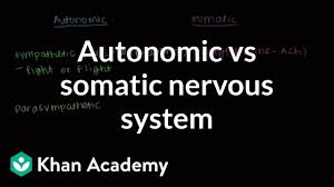 Autonomic Vs Somatic Nervous System Video Khan Academy