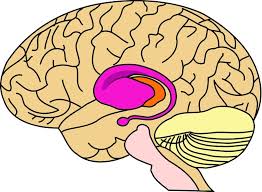 This affects your physical movements, emotions, and cognitive abilities. Possible Role For Huntington S Gene Discovered Mit News Massachusetts Institute Of Technology