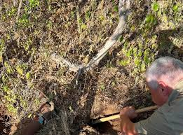 Image result for Vigna frutescens