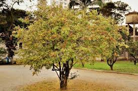 Image result for Ochna ovata