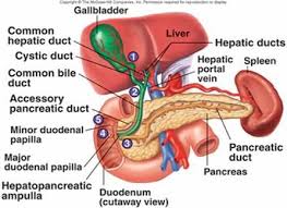 The pancreas is an organ of the digestive system and endocrine system of vertebrates. Anatomy Of Gallbladder And Pancreas Anatomy Drawing Diagram