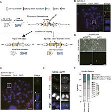 A full set of sister chromatids is created during the synthesis (s) phase of interphase,. Chromosome Instability Induced By A Single Defined Sister Chromatid Fusion Life Science Alliance