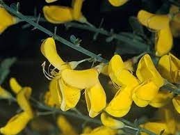 Cytisus Scoparius Profile California Invasive Plant Council