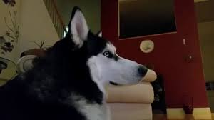 Cute Husky Dog Max Watch True Story Movie Eight Below Youtube