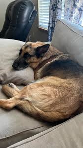 What's the best food you can feed your German Shepherd? We currently use a  brand from the tractor supply store and every few weeks, She'll get  diarrhea out of nowhere. I'm thinking