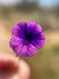 Image result for Monopsis