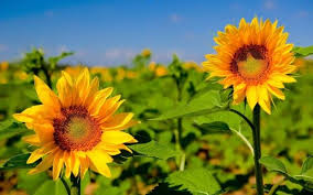 Bunga matahari (judul asli, dalam bahasa prancis: Blooming Sunflower Wallpaper In Flowers Picspaper Com Wallpaper Bunga Matahari Wallpaper Yang Indah Gambar Bunga