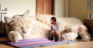 Meet The Top 10 Biggest Cats In The World Large Cat Breeds Cat Breeds Cats