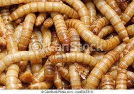 Commonly referred as mealworms, yellow mealworms, mealworm beetles, darkling beetles, and darkening beetles, tenebrio molitor is an insect which is eaten in the larval stage. A Group Of Mealworms Larva Of The Flour Beetle Tenebrio Molitor Canstock