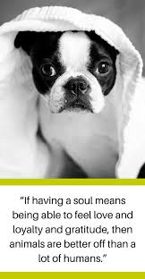 It is a difficult here you will find some beautiful pet loss quotes and messages to write in a sympathy card, send as a text, to facebook messenger, or within a phone call. 30 Quotes About Losing A Dog Dealing With Grief Puppy Leaks