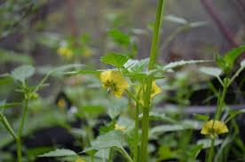 Image result for Barleria holubii