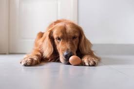 This is how i cook. Can Dogs Eat Eggs What You Need To Know Pet Keen