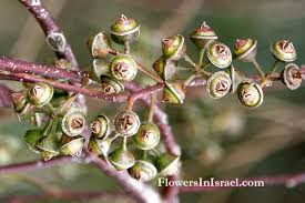 Image result for Eucalyptus camaldulensis