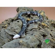 Exotic pet supplies wholesale distributor. Exotic Pet Supplies At Strictly Reptiles Strictly Reptiles Inc
