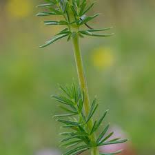 Image result for Galium verum