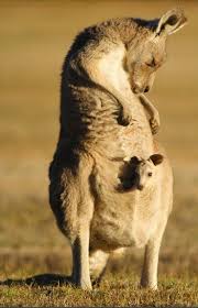 Name The Baby Animal Baby Animals Pictures Baby Animals Animals