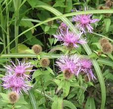 Image result for Vernonia centaureoides