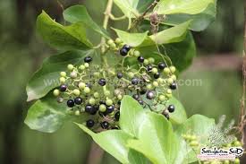 Image result for Premna serratifolia