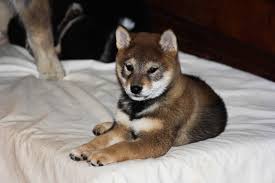 sesame shiba inu dog japanese dog breeds shiba inu