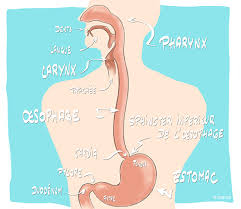 L'estomac est un organe très fragile. Ulceres De L Estomac Et Du Duodenum Snfge Org Societe Savante Medicale Francaise D Hepato Gastroenterologie Et D Oncologie Digestive