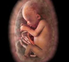 Fearfully Wonderfully Made Conception To Birth Video Churchmag