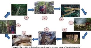 Image result for Scorodophloeus