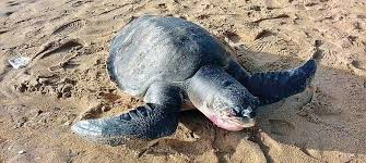 Aslam has 1 job listed on their profile. Sri Lanka Smile You Re At The Best Wordpress Com Site Ever Page 194